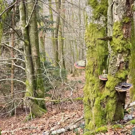 Apartamento Au Vieux Lavoir