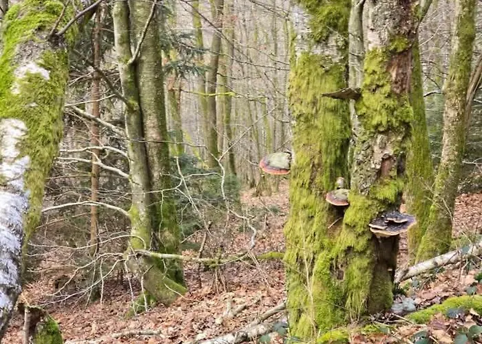 Apartment Au Vieux Lavoir